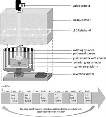 Early Exposure to Water Turbidity Affects Visual Capacities in Cuttlefish (Sepia officinalis)